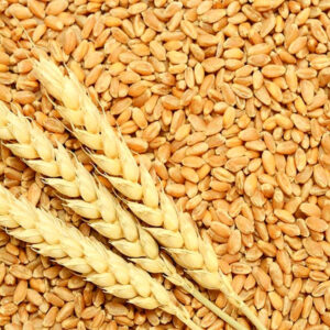 Grains Seeds